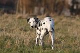 DALMATIEN 438